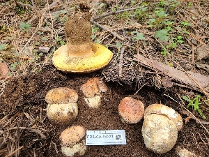  (Boletus rex-veris - FDS-CA-04231)  @11 [ ] by-nc (2024) Fresno Mycology Society Fungal Diversity Survey