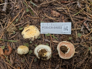  (Agaricus sp. CA09 - FDS-CA-04233)  @11 [ ] by-nc (2024) Fresno Mycology Society Fungal Diversity Survey