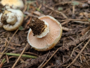  ( - FDS-CA-04233)  @11 [ ] by-nc (2024) Fresno Mycology Society Fungal Diversity Survey