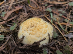  ( - FDS-CA-04233)  @11 [ ] by-nc (2024) Fresno Mycology Society Fungal Diversity Survey