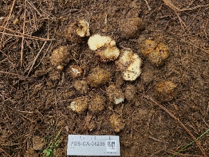  (Rhizopogon olivaceotinctus - FDS-CA-04236)  @11 [ ] by-nc (2024) Fresno Mycology Society Fungal Diversity Survey