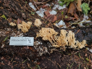  ( - FDS-CA-04241)  @11 [ ] by-nc (2024) Fresno Mycology Society Fungal Diversity Survey