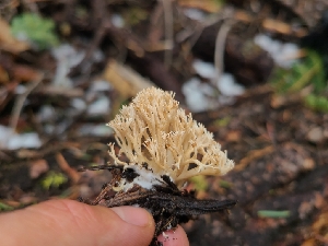  ( - FDS-CA-04241)  @11 [ ] by-nc (2024) Fresno Mycology Society Fungal Diversity Survey