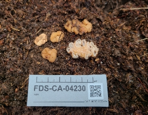  (Hydnotrya variiformis - FDS-CA-04230)  @11 [ ] by-nc (2024) Fresno Mycology Society Fungal Diversity Survey