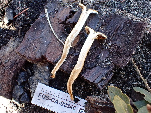  ( - FDS-CA-02346)  @11 [ ] by-nc (2024) Jaren Hockert Fungal Diversity Survey