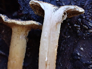  ( - FDS-CA-02346)  @11 [ ] by-nc (2024) Jaren Hockert Fungal Diversity Survey