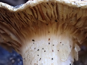  ( - FDS-CA-02346)  @11 [ ] by-nc (2024) Jaren Hockert Fungal Diversity Survey