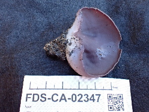  (Geoscypha - FDS-CA-02347)  @11 [ ] by-nc (2024) Jaren Hockert Fungal Diversity Survey