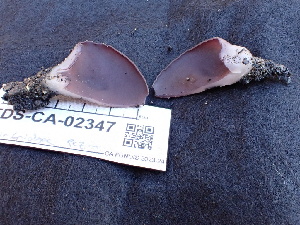  ( - FDS-CA-02347)  @11 [ ] by-nc (2024) Jaren Hockert Fungal Diversity Survey
