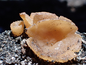  (Peziza nivalis - FDS-CA-02370)  @11 [ ] by-nc (2024) Jaren Hockert Fungal Diversity Survey