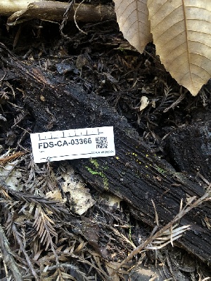  ( - FDS-CA-03366)  @11 [ ] by (2024) Justin Paulin Fungal Diversity Survey