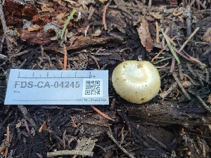  ( - FDS-CA-04245)  @11 [ ] by-nc (2024) Fresno Mycology Society Fungal Diversity Survey