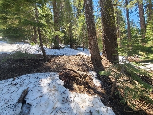  ( - FDS-CA-04245)  @11 [ ] by-nc (2024) Fresno Mycology Society Fungal Diversity Survey