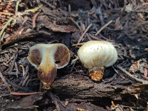  ( - FDS-CA-04245)  @11 [ ] by-nc (2024) Fresno Mycology Society Fungal Diversity Survey