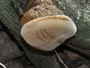  ( - FDS-CA-03381)  @11 [ ] by (2024) Justin Paulin Fungal Diversity Survey