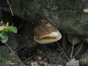  ( - FDS-CA-03381)  @11 [ ] by (2024) Justin Paulin Fungal Diversity Survey