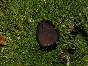  ( - FDS-CA-03371)  @11 [ ] by (2024) Justin Paulin Fungal Diversity Survey