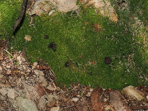  ( - FDS-CA-03371)  @11 [ ] by (2024) Justin Paulin Fungal Diversity Survey
