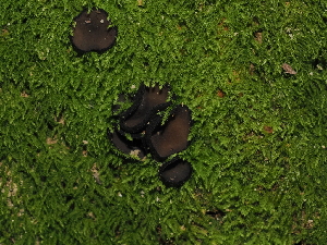  ( - FDS-CA-03371)  @11 [ ] by (2024) Justin Paulin Fungal Diversity Survey