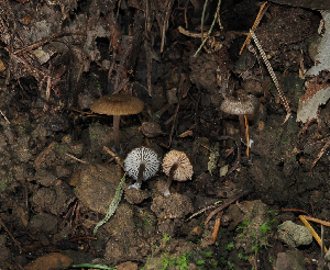  (Entoloma sp. CA61 - FDS-CA-03360)  @11 [ ] by (2024) Justin Paulin Fungal Diversity Survey