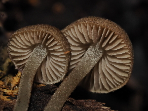  (Cystoagaricus - FDS-CA-03365)  @11 [ ] by (2024) Justin Paulin Fungal Diversity Survey