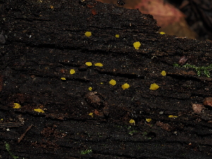  (Calycina claroflava - FDS-CA-03366)  @11 [ ] by (2024) Justin Paulin Fungal Diversity Survey