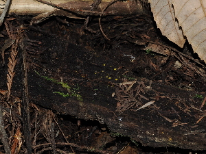  ( - FDS-CA-03366)  @11 [ ] by (2024) Justin Paulin Fungal Diversity Survey
