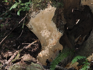  ( - FDS-CA-03379)  @11 [ ] by (2024) Justin Paulin Fungal Diversity Survey