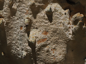  ( - FDS-CA-03379)  @11 [ ] by (2024) Justin Paulin Fungal Diversity Survey
