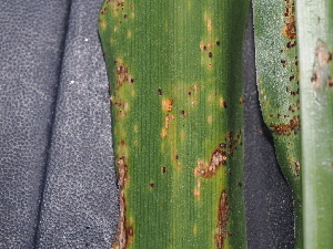  ( - FDS-CA-04790)  @11 [ ] by (2024) Justin Paulin Fungal Diversity Survey