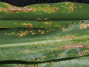  ( - FDS-CA-04790)  @11 [ ] by (2024) Justin Paulin Fungal Diversity Survey