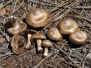  ( - FDS-CA-00129)  @11 [ ] by-nc (2024) Taye Bright Fungal Diversity Survey