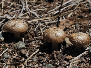  ( - FDS-CA-00129)  @11 [ ] by-nc (2024) Taye Bright Fungal Diversity Survey
