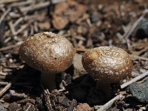  ( - FDS-CA-00129)  @11 [ ] by-nc (2024) Taye Bright Fungal Diversity Survey