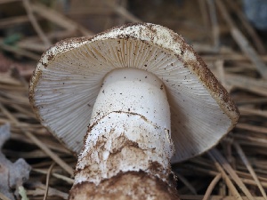  ( - FDS-CA-00138)  @11 [ ] by-nc (2024) Taye Bright Fungal Diversity Survey