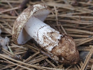  ( - FDS-CA-00138)  @11 [ ] by-nc (2024) Taye Bright Fungal Diversity Survey