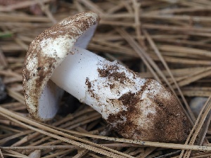  ( - FDS-CA-00138)  @11 [ ] by-nc (2024) Taye Bright Fungal Diversity Survey