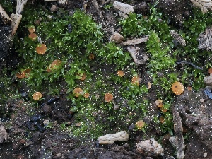 ( - FDS-CA-00132)  @11 [ ] by-nc (2024) Taye Bright Fungal Diversity Survey