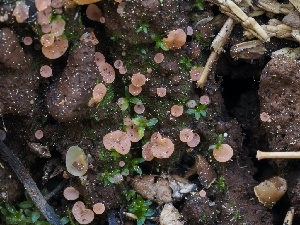  ( - FDS-CA-00132)  @11 [ ] by-nc (2024) Taye Bright Fungal Diversity Survey