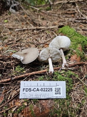  ( - FDS-CA-02225)  @11 [ ] by (2024) Mandy Hackney Fungal Diversity Survey