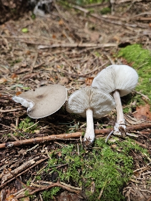  ( - FDS-CA-02225)  @11 [ ] by (2024) Mandy Hackney Fungal Diversity Survey