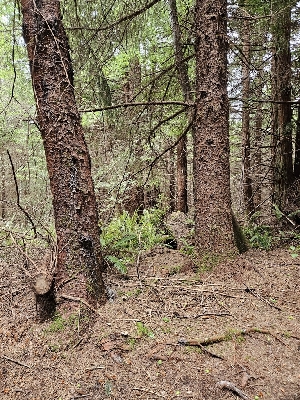  ( - FDS-CA-02225)  @11 [ ] by (2024) Mandy Hackney Fungal Diversity Survey