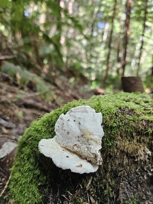  ( - FDS-CA-02226)  @11 [ ] by (2024) Mandy Hackney Fungal Diversity Survey