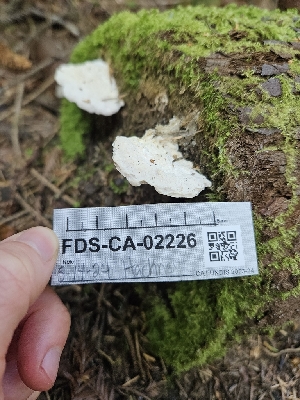  ( - FDS-CA-02226)  @11 [ ] by (2024) Mandy Hackney Fungal Diversity Survey