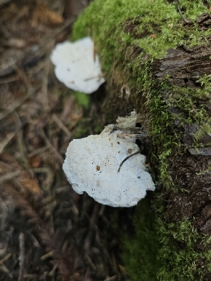  ( - FDS-CA-02226)  @11 [ ] by (2024) Mandy Hackney Fungal Diversity Survey
