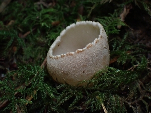  (Tarzetta sp. CA04 - FDS-CA-02227)  @11 [ ] by (2024) Mandy Hackney Fungal Diversity Survey