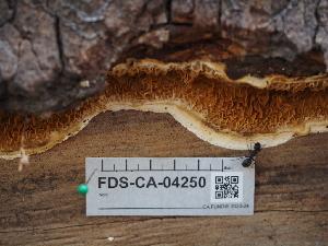  (Serpula lacrimans - FDS-CA-04250)  @11 [ ] by-nc (2024) Fresno Mycology Society Fungal Diversity Survey