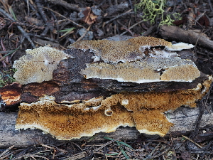  ( - FDS-CA-04250)  @11 [ ] by-nc (2024) Fresno Mycology Society Fungal Diversity Survey