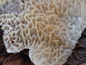  ( - FDS-CA-04250)  @11 [ ] by-nc (2024) Fresno Mycology Society Fungal Diversity Survey