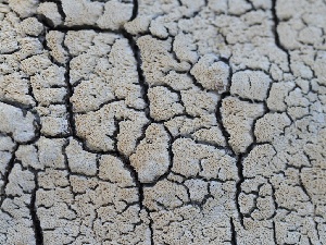  ( - FDS-CA-00146)  @11 [ ] by-nc (2024) Taye Bright Fungal Diversity Survey